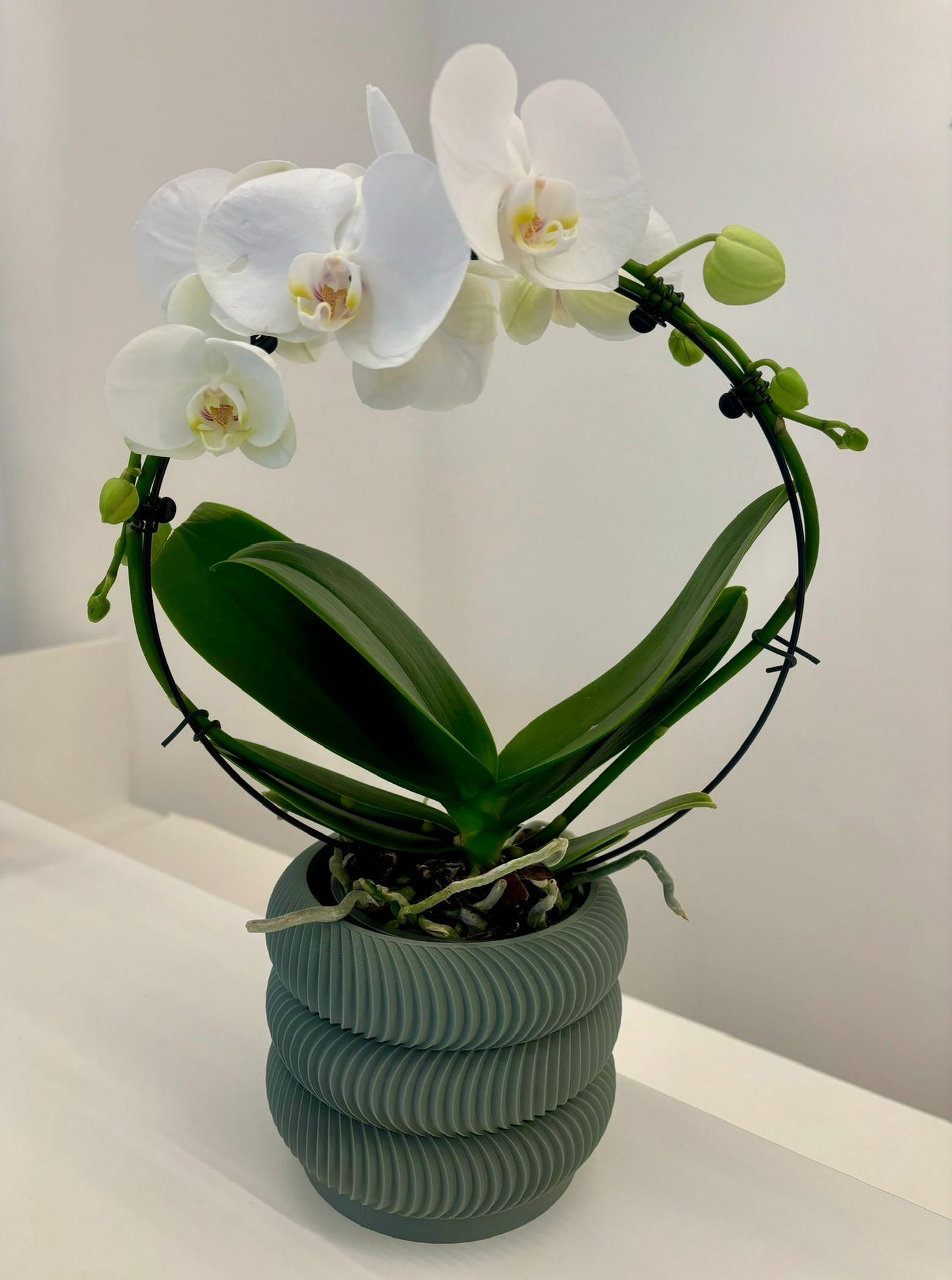 Pianta Verde in Vaso Design 3D – Texture Geometrica