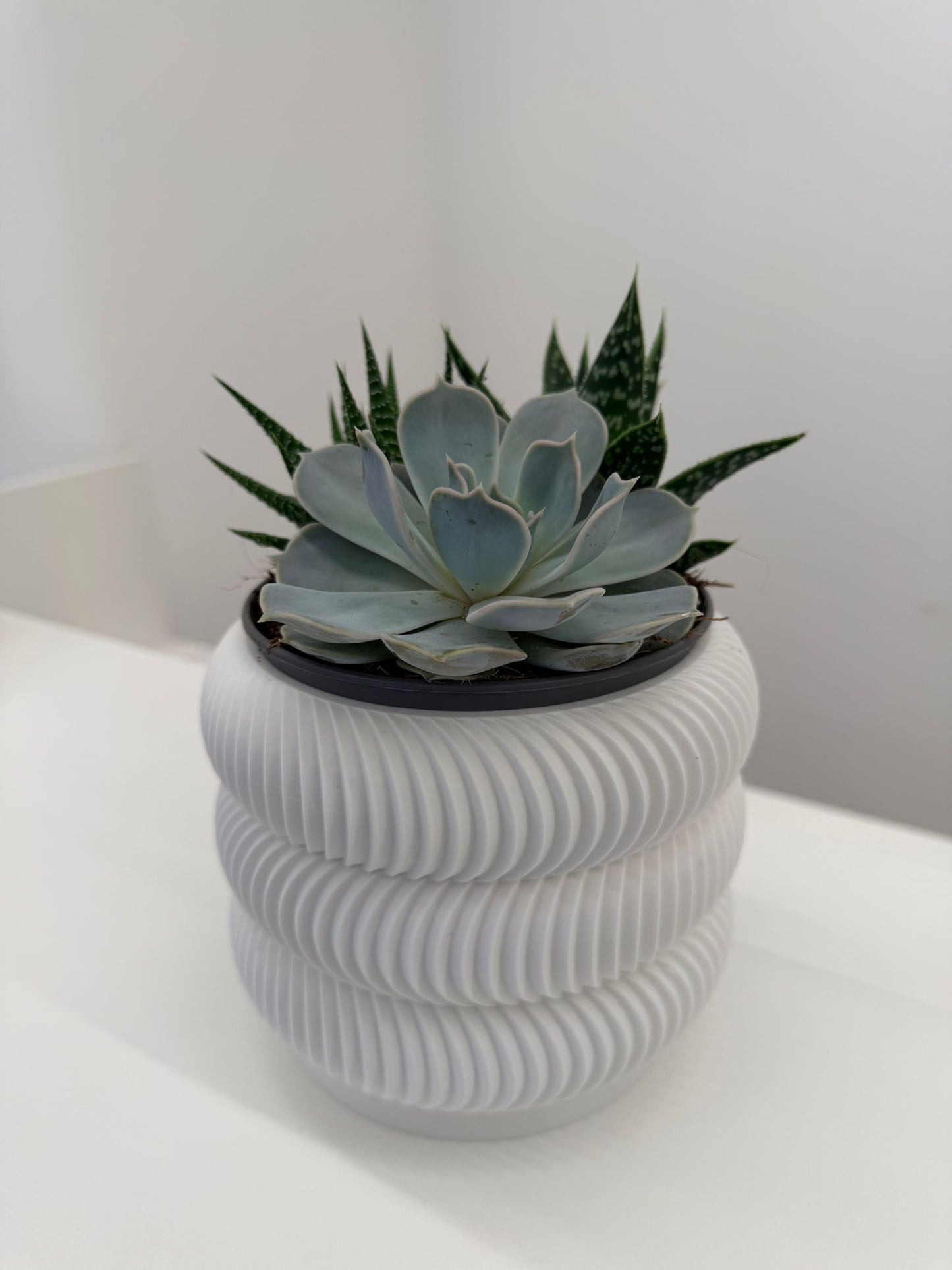 Pianta Verde in Vaso Design 3D – Texture Geometrica