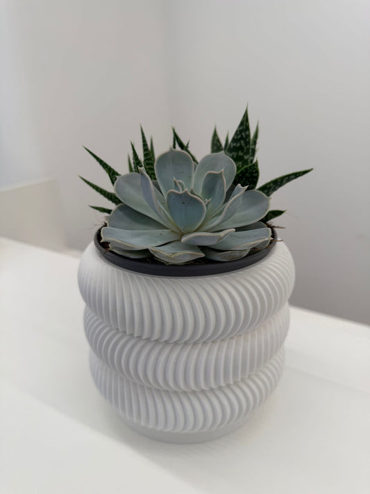 Pianta Verde in Vaso Design 3D – Texture Geometrica