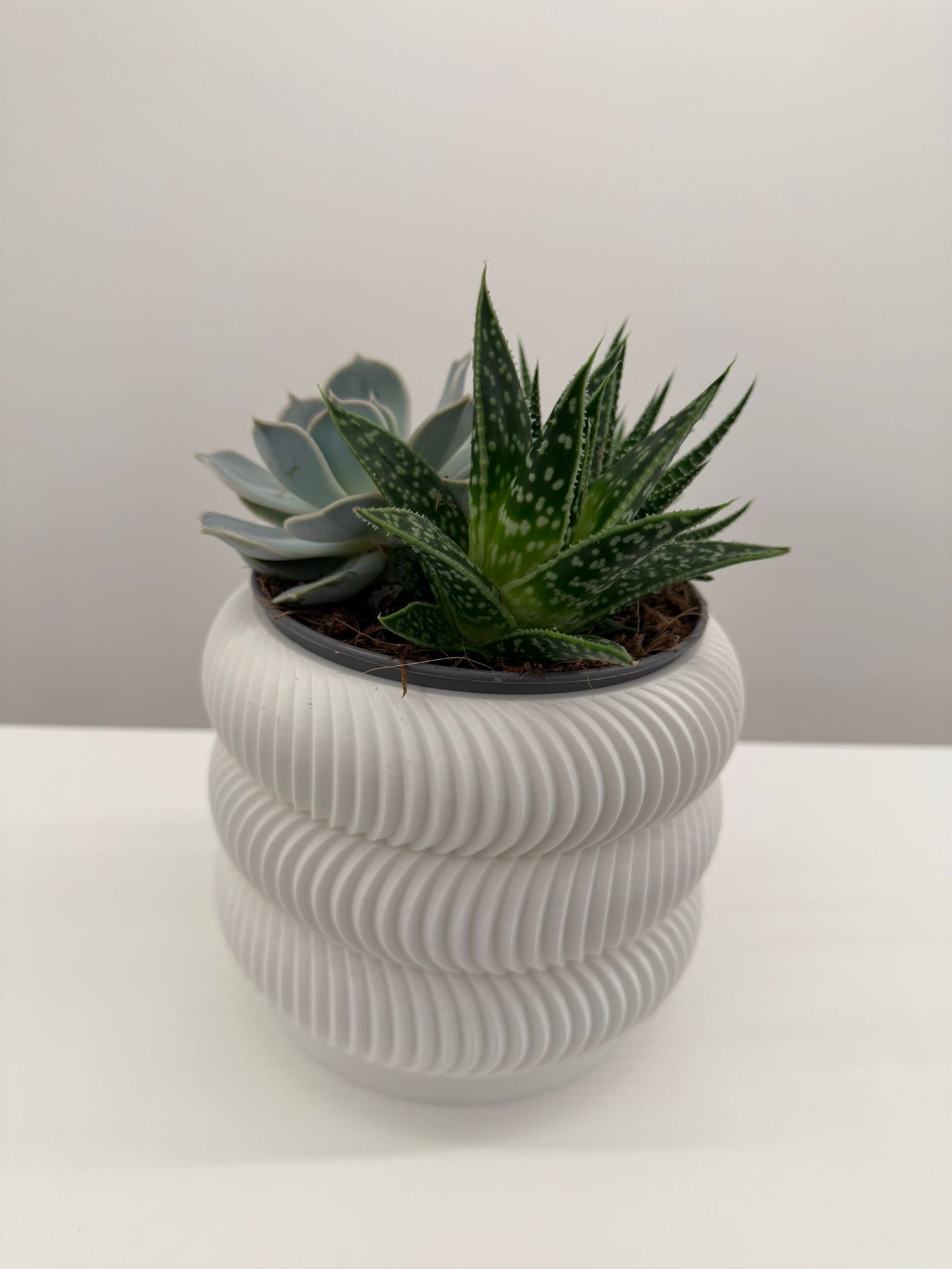 Pianta Verde in Vaso Design 3D – Texture Geometrica